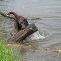 boomstammen en water zijn de hobby's van pilou