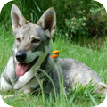 Saarloos Wolfhond