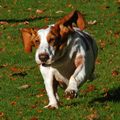 dit is onze basset hound. deze foto is gemaakt terwijl lola aan het springen en rennen is.