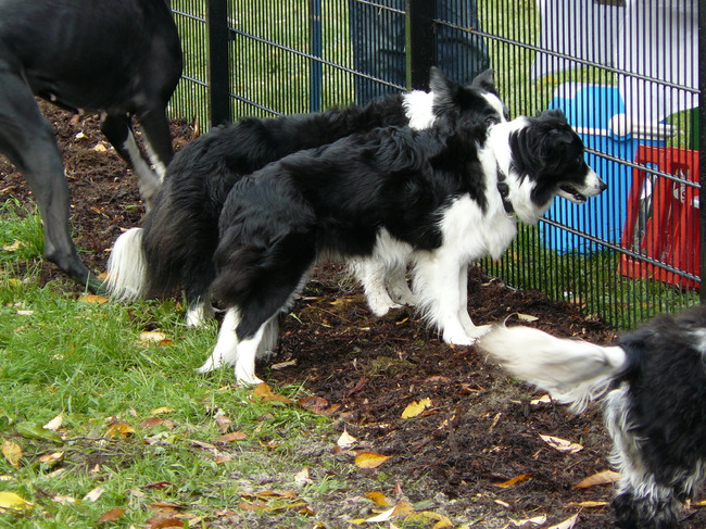 Er zijn ook mooie Border Collie's hier op weide