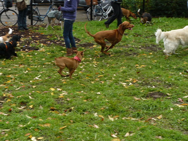 Onze rocky..was super leuk mee aan het rondjes lopen in de wei. 