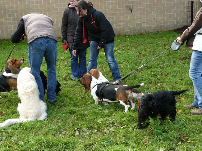 hier zijn ze weer se, Wannes..Trees en Marie , de Basset trio 
