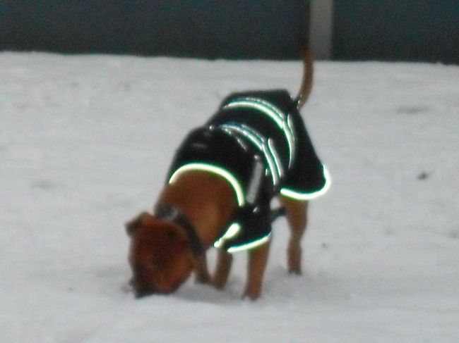 Verdorie kan mijn koekje niet vinden er ligt te veel sneeuw