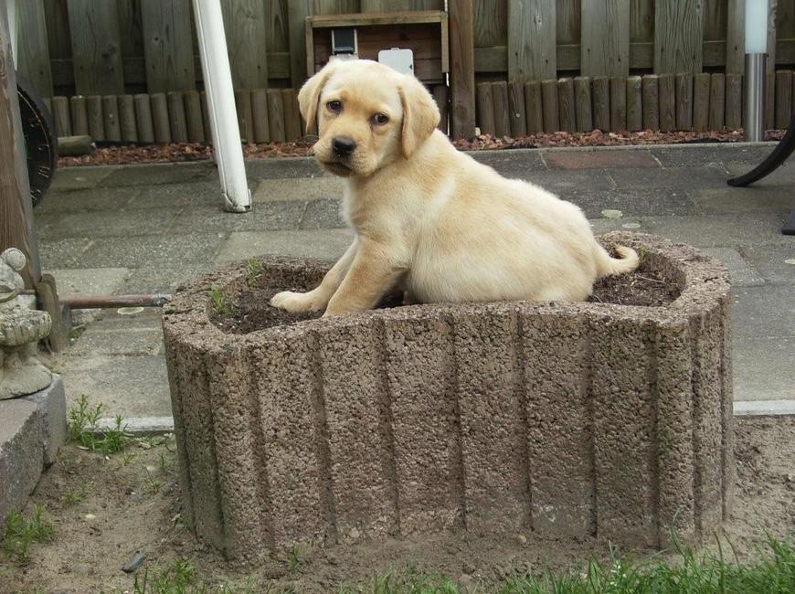 Monthy in de bloemenbak! Monthy was nog een puppy (Oke, dat zien jullie ook wel denk ik;)) 