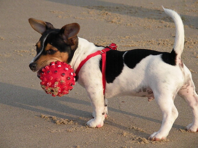 Tibbe 14 weken, op het strand @vlissingen