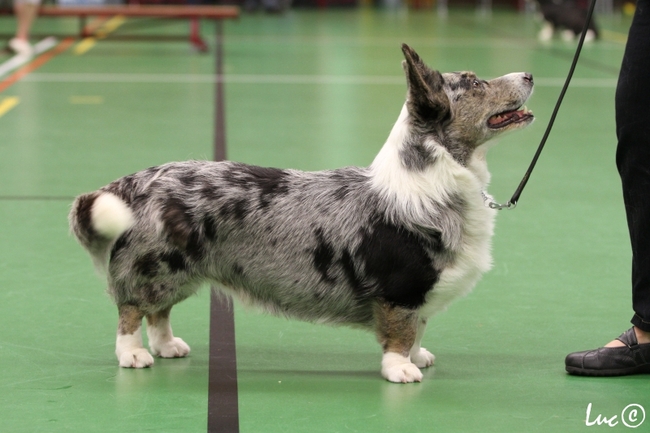 Welsh Corgi Cardigan Blue Merle