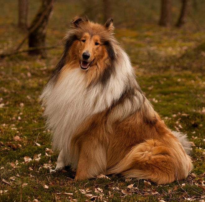 Onze Schotse Collie Duncan in het bos.