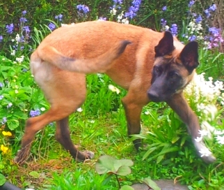 Falko en de achtervolging van de vlinder! 6 maand oud.
(zoek de vlinder x))