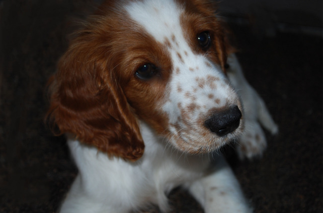 Welsh Springer Spaniël Mellow bijna 12 weken