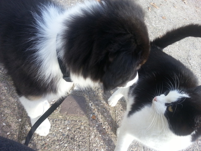 Casper en de poes van de buren wat dus WEL goed gaat!