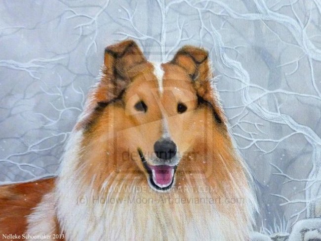 close up collie portret canvas 50x70