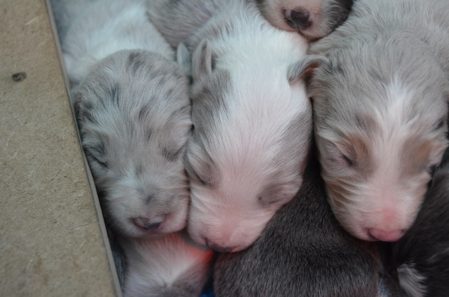 hier onze lieve pupjes :) 