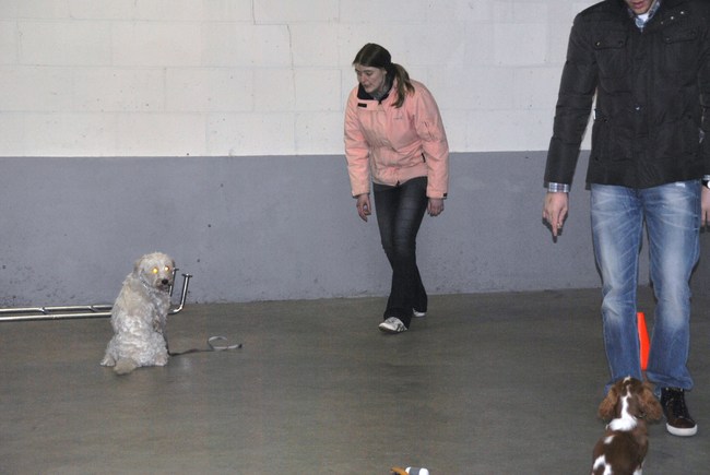 2de puppycursus les 04-04-2013
Ruby deed het weer heel erg goed :)
Zit,  blijf en kom voor oefening...