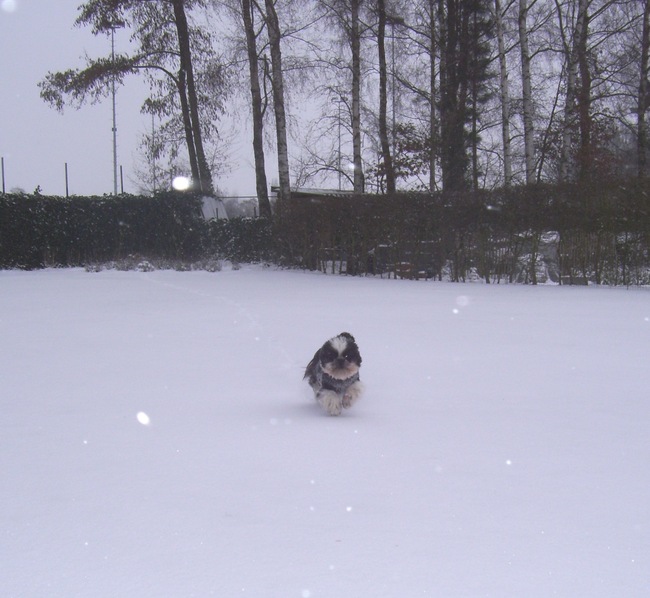 Half maart, het moest al lente zijn maar krijgen opnieuw een dik sneeuw te verwerken