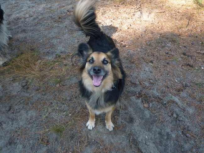 Benny uitlaat hond itam-service