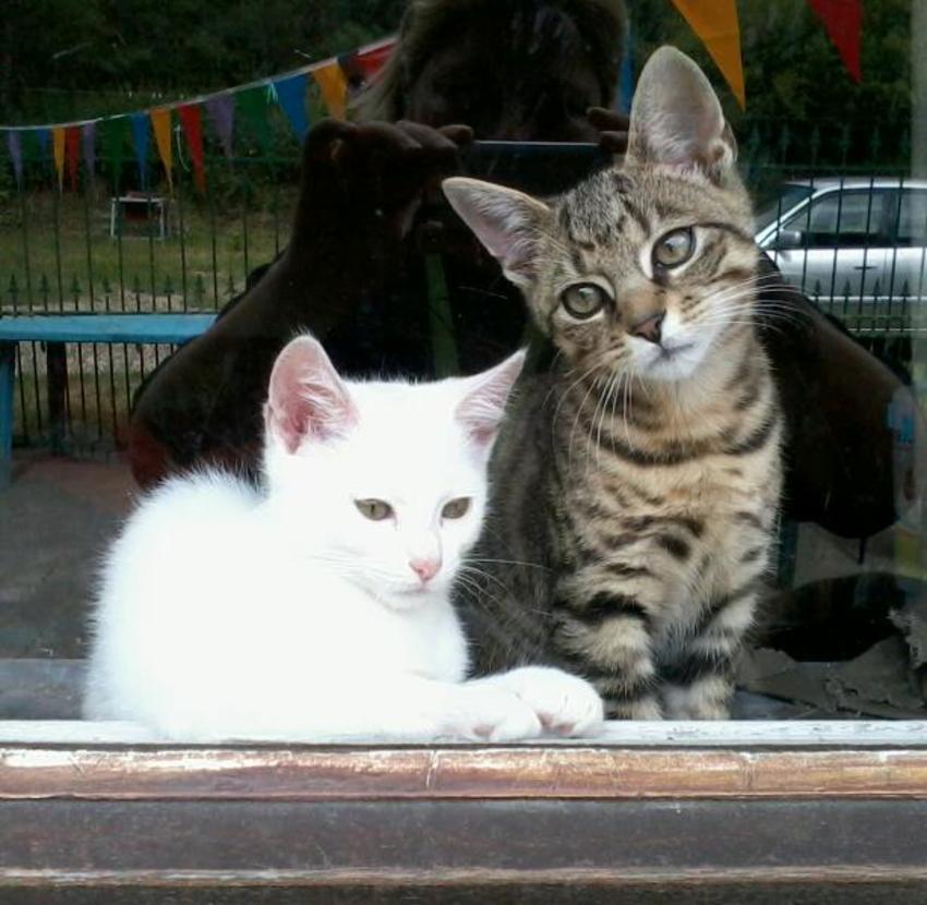 Onze 2katertjes... Danté en Apollo.
M'n dochtertje en ik hadden 3kittens gevonden in de hooistalling van onze pony. Geen moeder te zien....1tje (het tijgertje op de foto) zag er ook ondervoed uit en nieste enz. Was dus ziekjes. We hadden besloten om ervoor te zorgen dat deze kleine uk het ook zou halen. Ermee naar de DA en daar inentingen betaald en eten en ontworming. Maar het tijgertje wilde nog niet eten. Dus naar een kattenopvang in de buurt gebracht. Felientje http://kattenenkittens.wordpress.com/about/
Carla heeft een hele tijd goed voor de 3kittens gezorgd en het tijgertje erdoor gekregen en het witteke had wat leverproblemen, maar is er ook doorgekomen. Het waren 2katers en een kattin. We hebben de 2katertjes geadopteerd en hebben ze hier een mooi leventje. Het kattineke was ook snel geadopteerd en heeft ook een goed leven. Eind goed al goed. :)