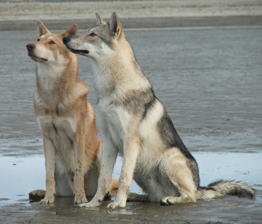 Волчья собака сарлоса. Волчья собака Сарлоса коричневая. Saarloos Wolfhound. Саарлос вольфдог пара. Прелюдия к Сарлоса.