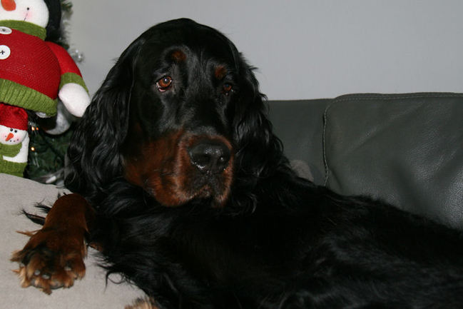 Gordon Setter Egor 