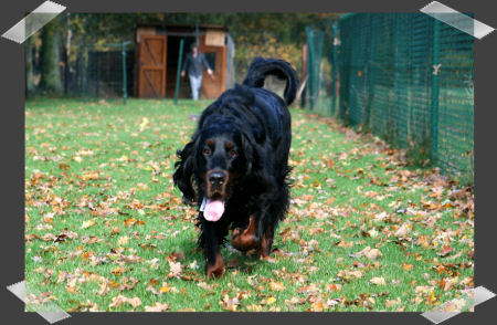 Gordon Setter  Egor 