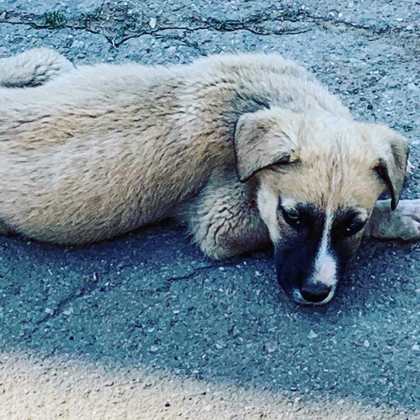 Roemeense pup mnd eerste dagen ervaringen HondenForum