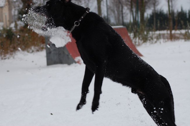 sneeuwballen vangen