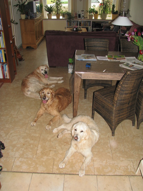 Triviaal Jet De volgende opeens 3 honden in huis | HondenForum