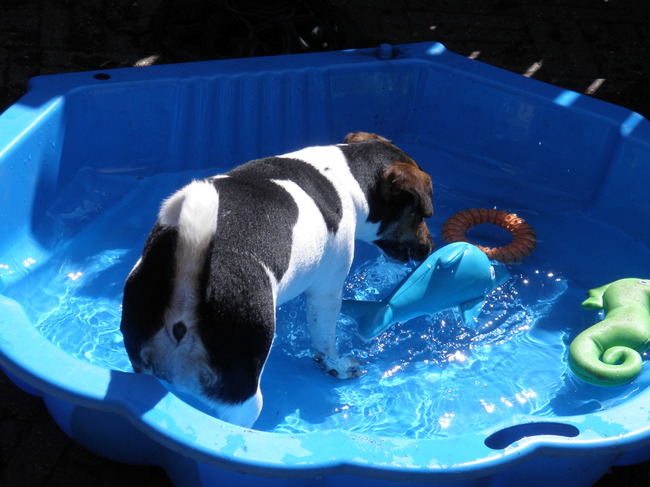 huren analogie Tot stand brengen Wat als hondenzwembad gebruiken? | HondenForum