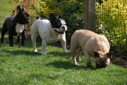 honden foto van patrick