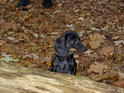 honden foto van tessa