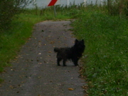 honden foto van Paulien