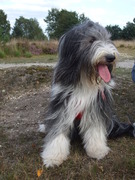 honden foto van Marga hendriks