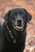 honden foto van Jolanda Bot