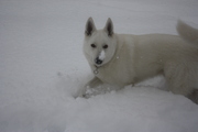 honden foto van Sylvia Arouri-Tel