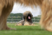 honden foto van Briards van de Ridderweide