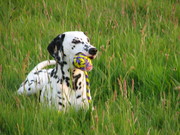 honden foto van Filoutje