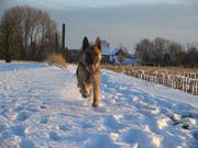 honden foto van Goossens Leen