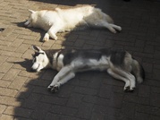 honden foto van Marcha