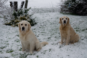 honden foto van Hans Vermeulen