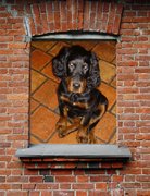 honden foto van bernard willemkens