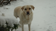 honden foto van Heike