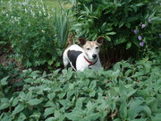 honden foto honden foto van Else