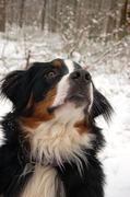 honden foto honden foto van Esther & Girls