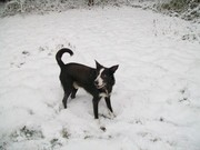 honden foto van verbraecken