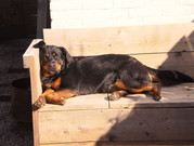 honden foto van stephanie van heerdt