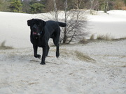 honden foto van Dino