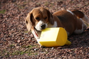 honden foto van jeanine