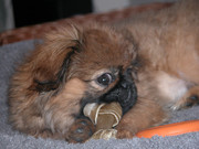 honden foto van michelle