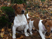 honden foto van Spinnemans