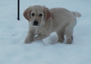 honden foto van sylvia