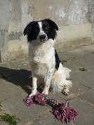 honden foto van Hanne & Nala